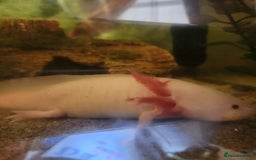 Axolotl reptiles for sale: 2 Axolots with pump, fish tank and cabinet - Image 5