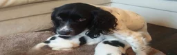 Cocker Spaniel dogs for sale: Female cocker spaniel puppy - Advert 9