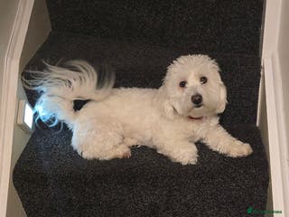 Maltese dogs Gucci - Advert 1