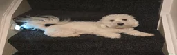 Maltese dogs for stud: Gucci - Advert 1