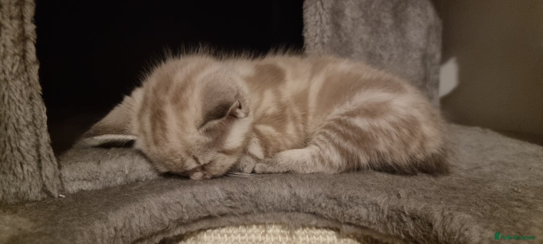 Persian cats for sale: Five loveable Persian kittens  - Image 4