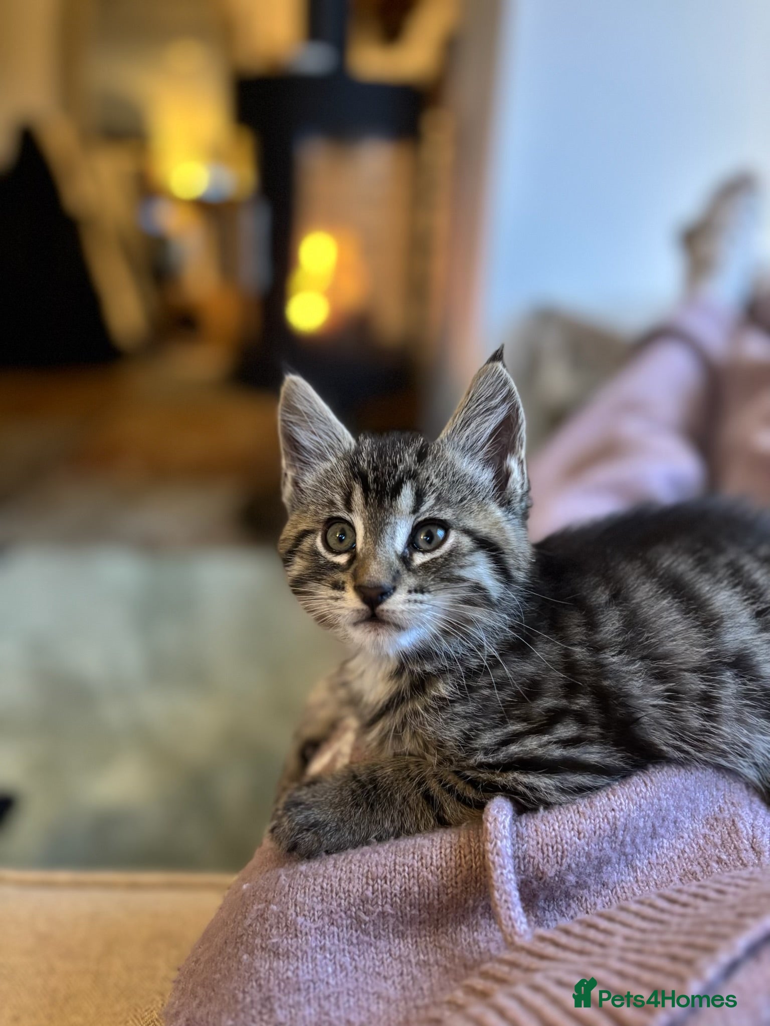 Maine Coon cats Half Maine Coon Kittens - Advert 6