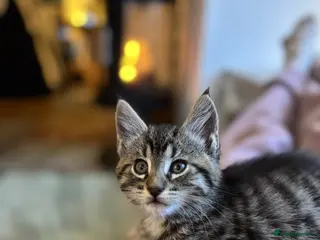 Maine Coon cats Half Maine Coon Kittens - Advert 6