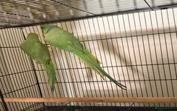 Budgerigars birds for sale: FLASH SALE TODAY ONLY Ringneck Breeder Pair £255 - Image 3
