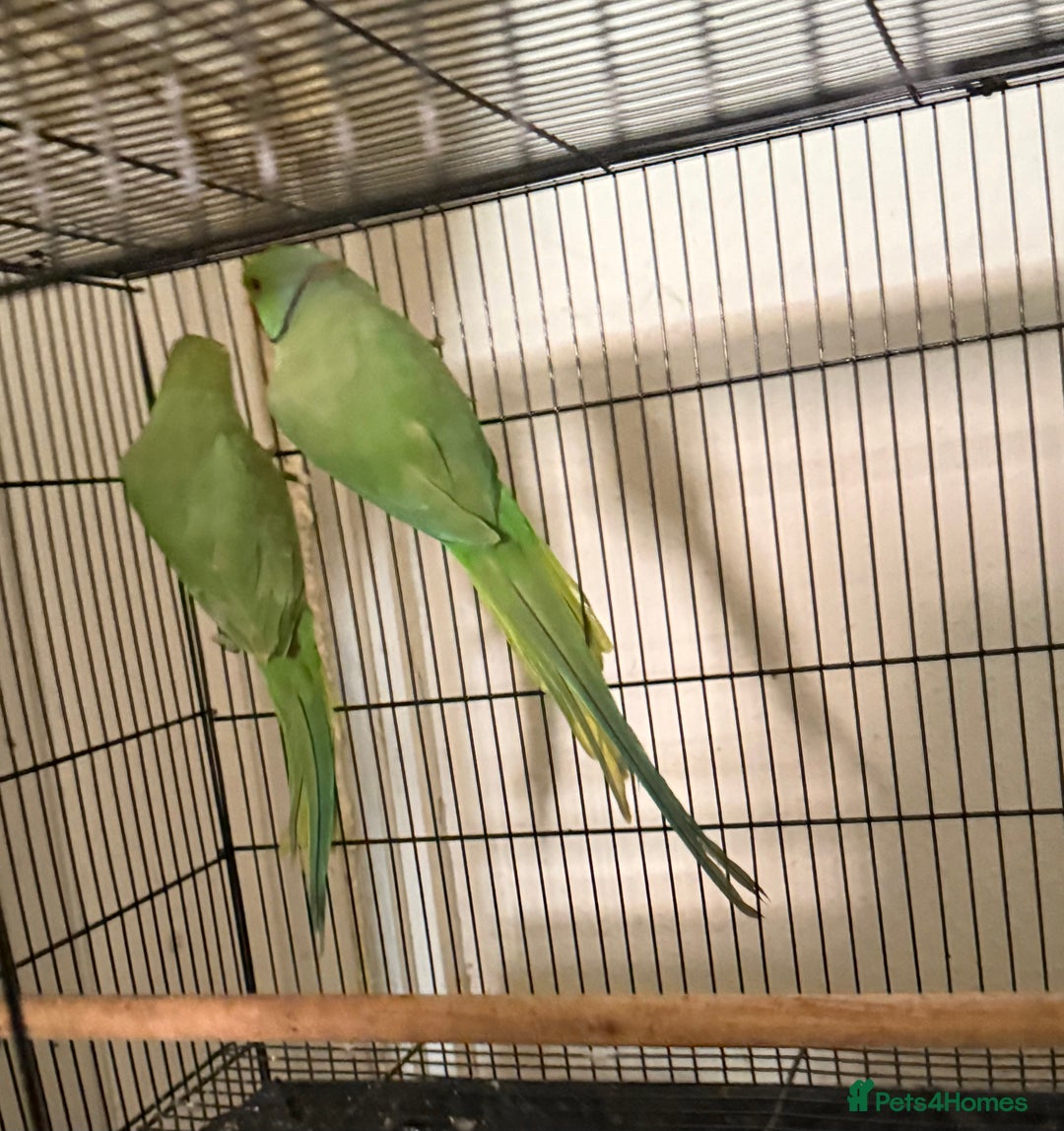 Budgerigars birds for sale: FLASH SALE TODAY ONLY Ringneck Breeder Pair £255 - Image 3