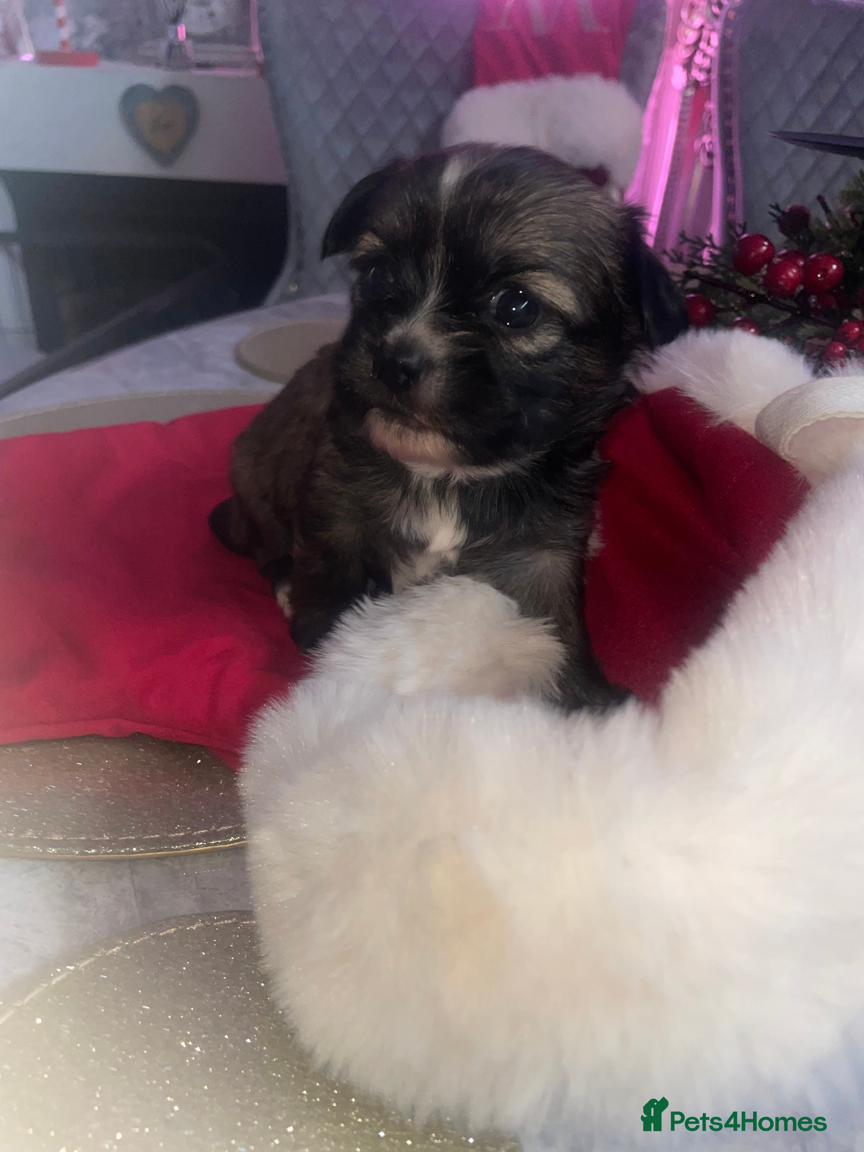 Mixed Breed dogs 1 Baby Boy Left 🩵🤎 - Advert 5