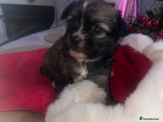 Mixed Breed dogs 1 Baby Boy Left 🩵🤎 - Advert 5