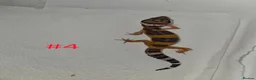 Leopard Gecko reptiles for sale: Leopard Geckos  - Advert 7