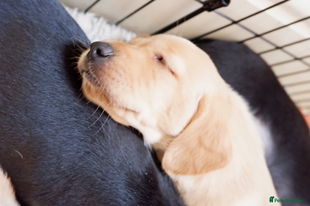 Cockerdor dogs for sale: Working Cockerdor Pups - Advert 10