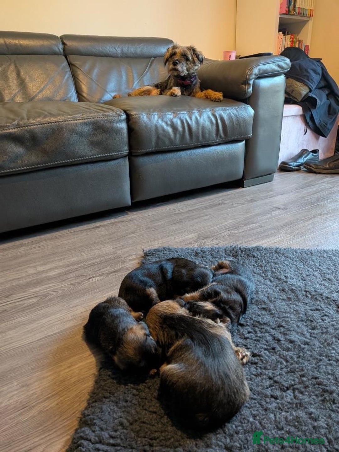 Border Terrier dogs for sale: Stunning SLEM clear KC reg blue and tan bitch pup - Image 8