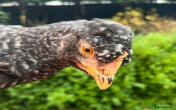 Chickens poultry for sale: Aracana hybrid green egg layers chickens - Image 11