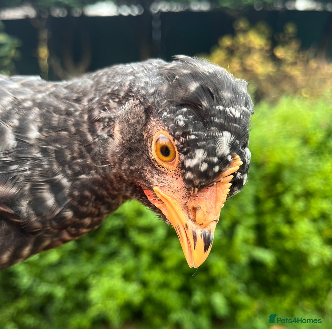 Chickens poultry for sale: Aracana hybrid green egg layers chickens - Image 11