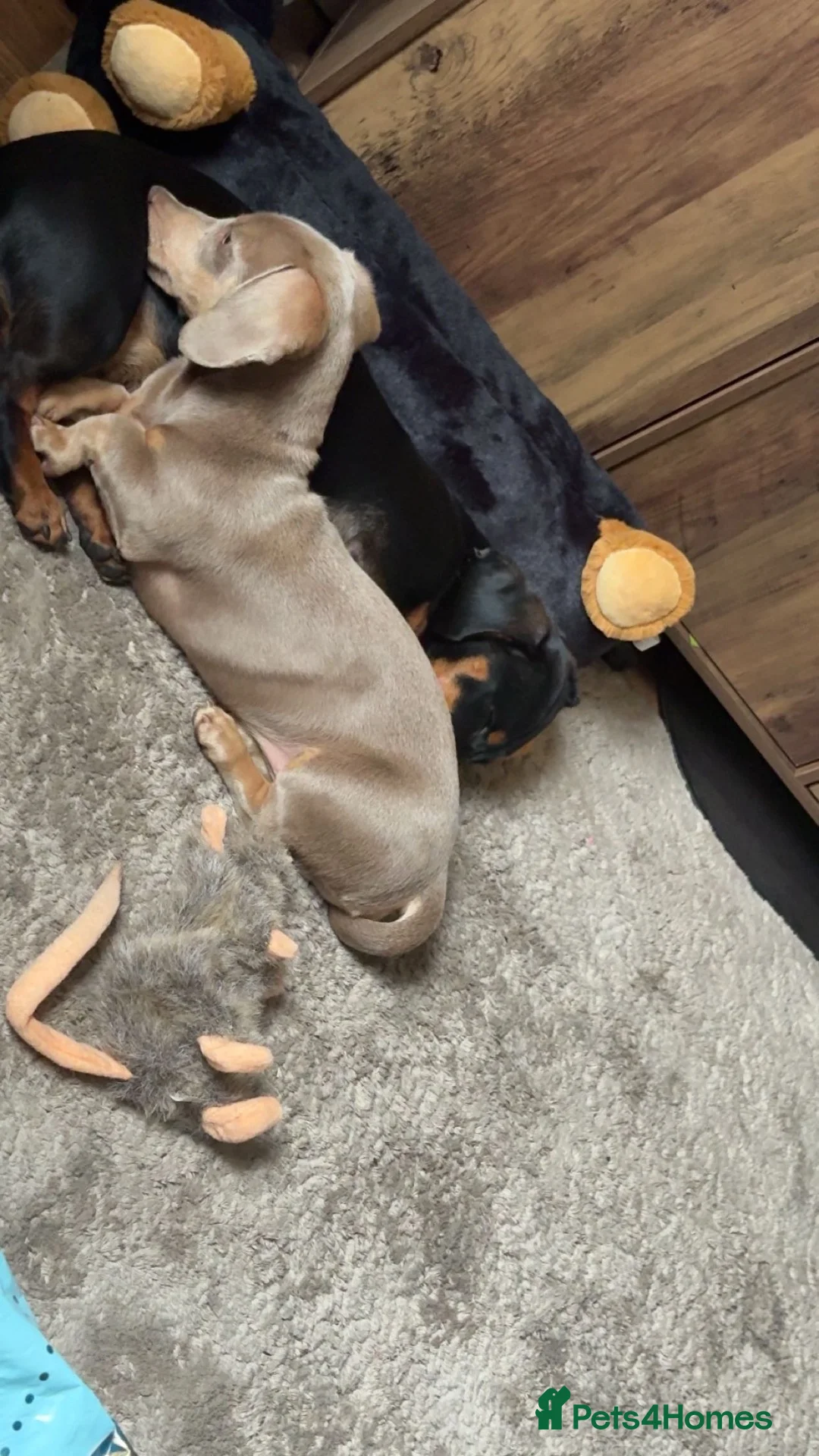 Miniature Dachshund dogs for sale: Male miniature dachshund - pup in Bradford - Advert 2