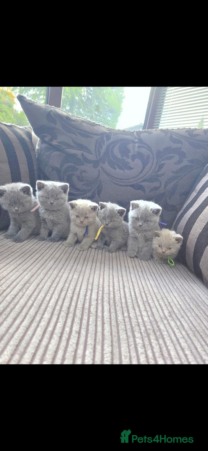 British Shorthair cats British shorthair kittens - champion bloodlines  - Advert 1