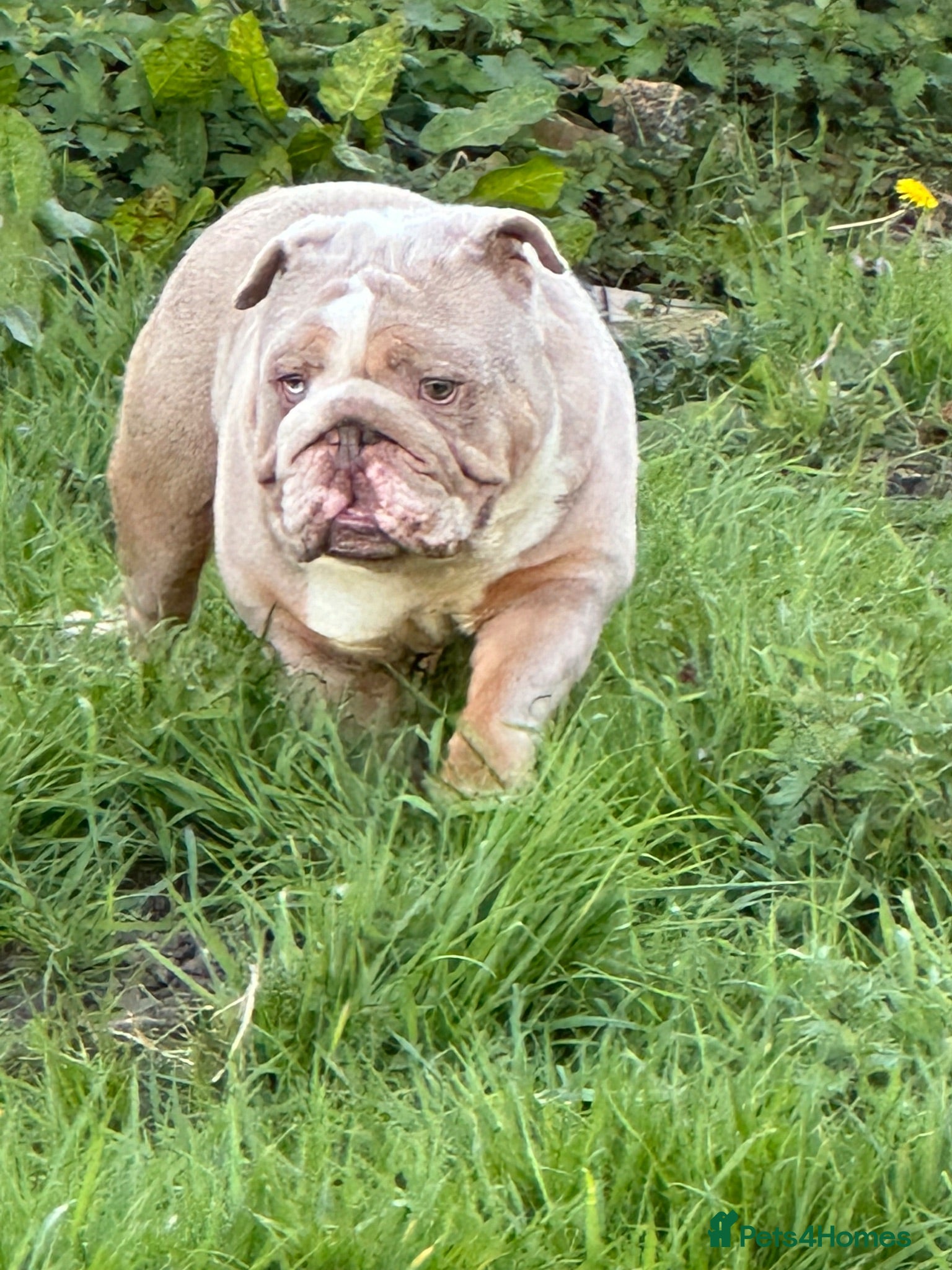 English Bulldog dogs Casper 💙 - Advert 2