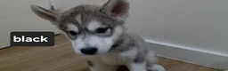 Siberian Husky dogs for sale: A lovely liter of 6 siberian husky pups. 😍  - Advert 10