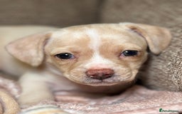 Chiweenie dogs for sale: chiweenie - Image 2