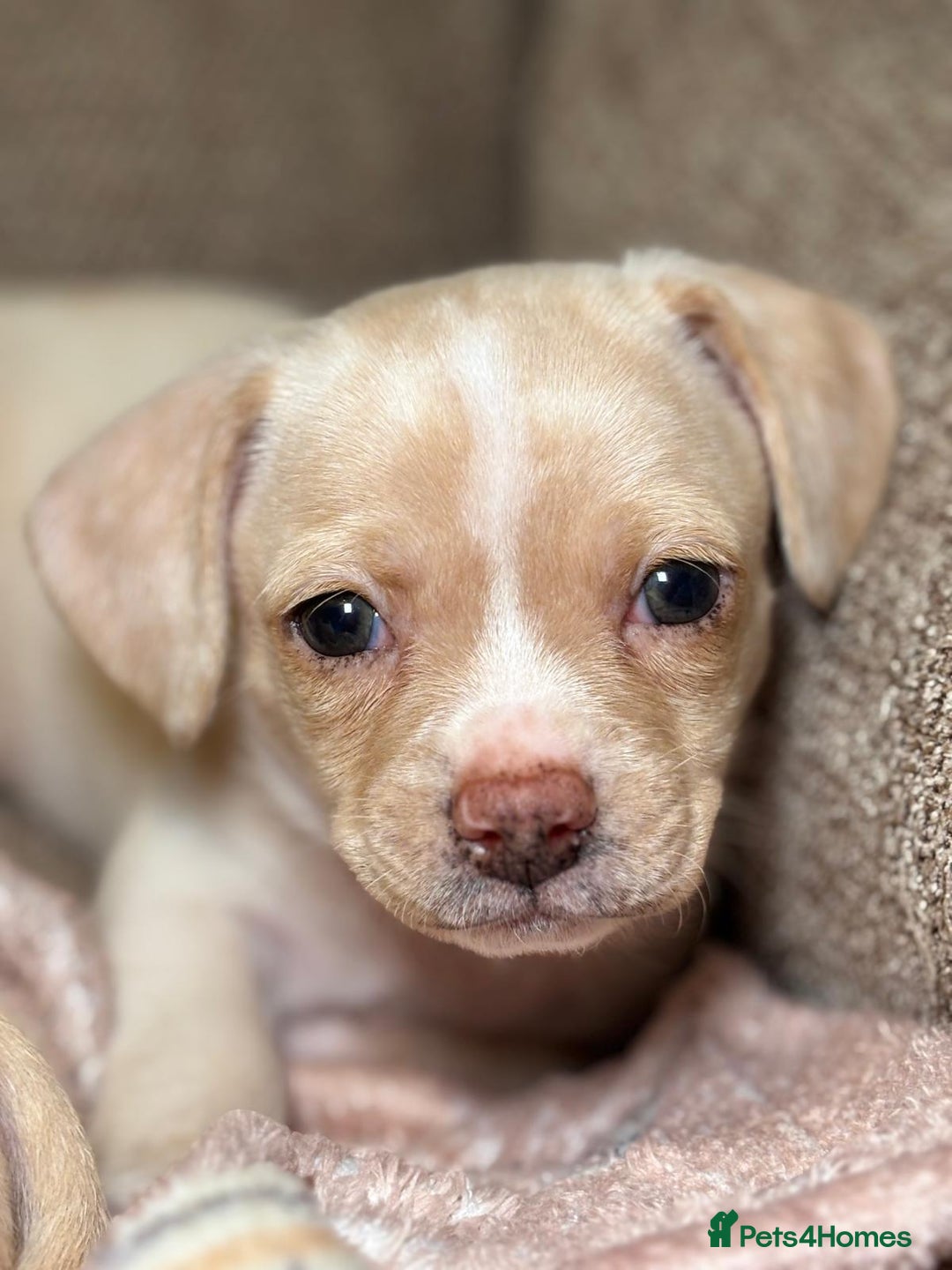 Chiweenie dogs for sale: chiweenie - Image 2