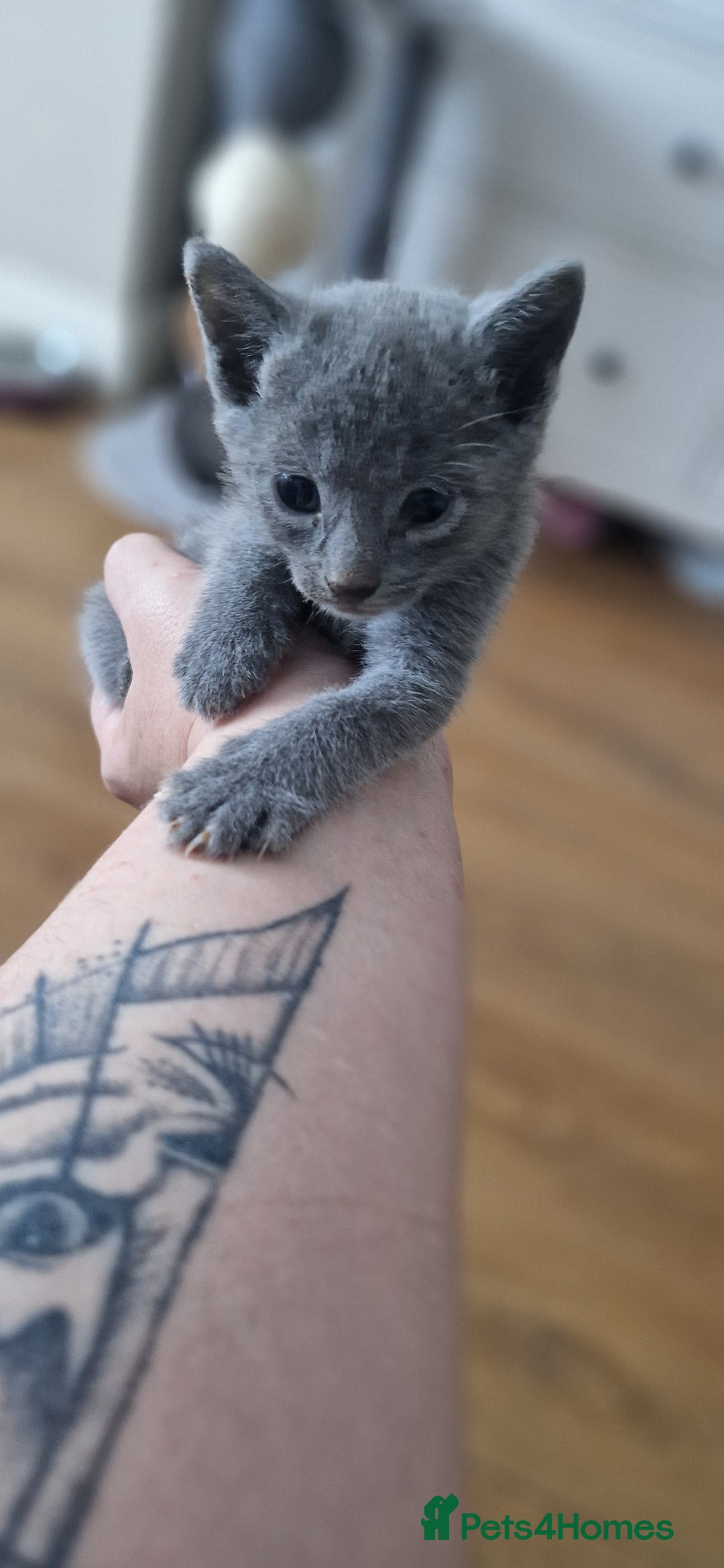 Russian Blue cats for sale: Amazing Russian Blue kittens 💙 - Advert 16