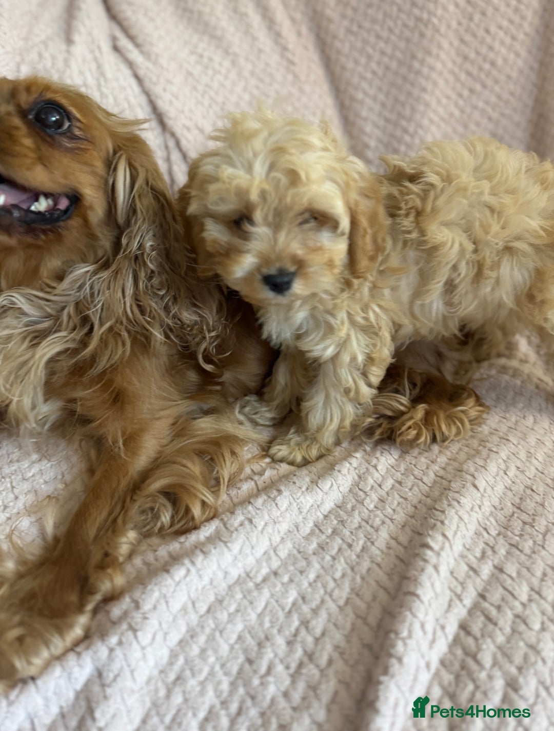 Cavapoo dogs for sale: Beautiful F1 Cavapoo boy & girl puppies - Image 5
