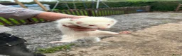 Ferret rodents for sale: 8 week old ferrets for sale  - Advert 2