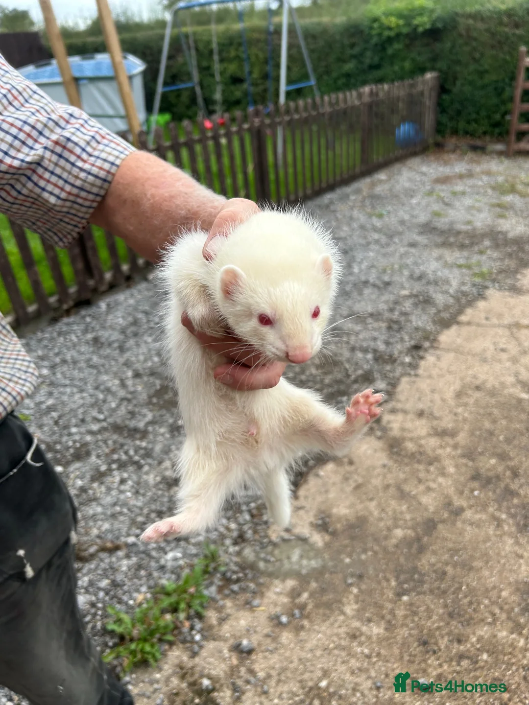 Ferret rodents for sale: 8 week old ferrets for sale  - Advert 2