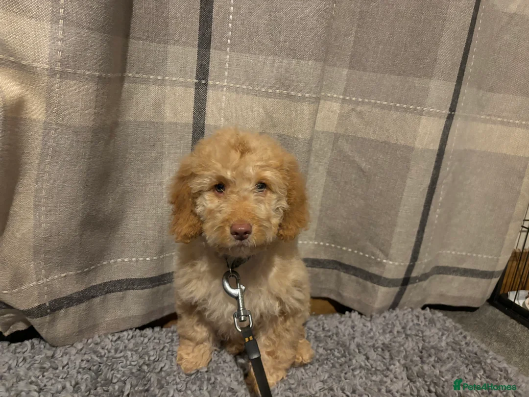 Cockapoo dogs for sale: 🐶8 Beautiful Cockapoo puppies🐶 - Advert 34