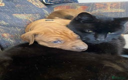 Rhodesian Ridgeback dogs for sale: KC reg Rhodesian Ridgeback puppies - Image 8