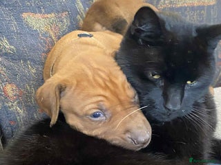 Rhodesian Ridgeback dogs - Advert 3