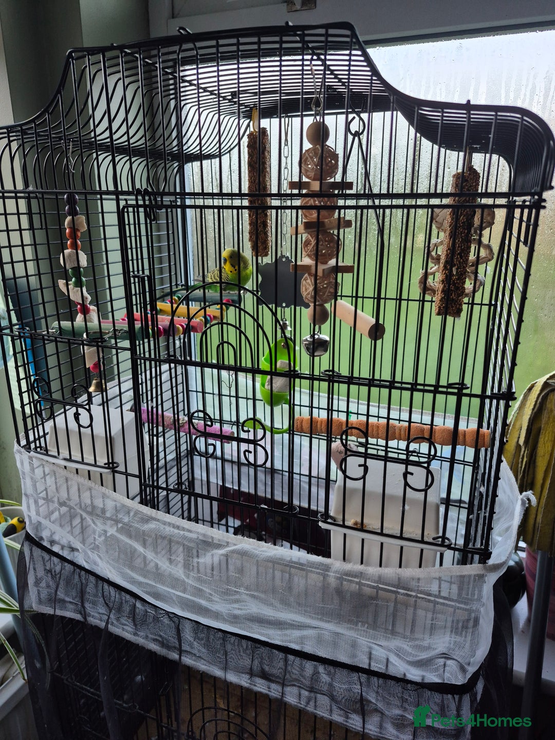 Budgerigars birds for sale: Cute budgie for sale - Advert 3