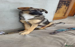 Mixed Breed dogs for adoption: 💖🐶 AMAYA 🐶💖 - Image 12