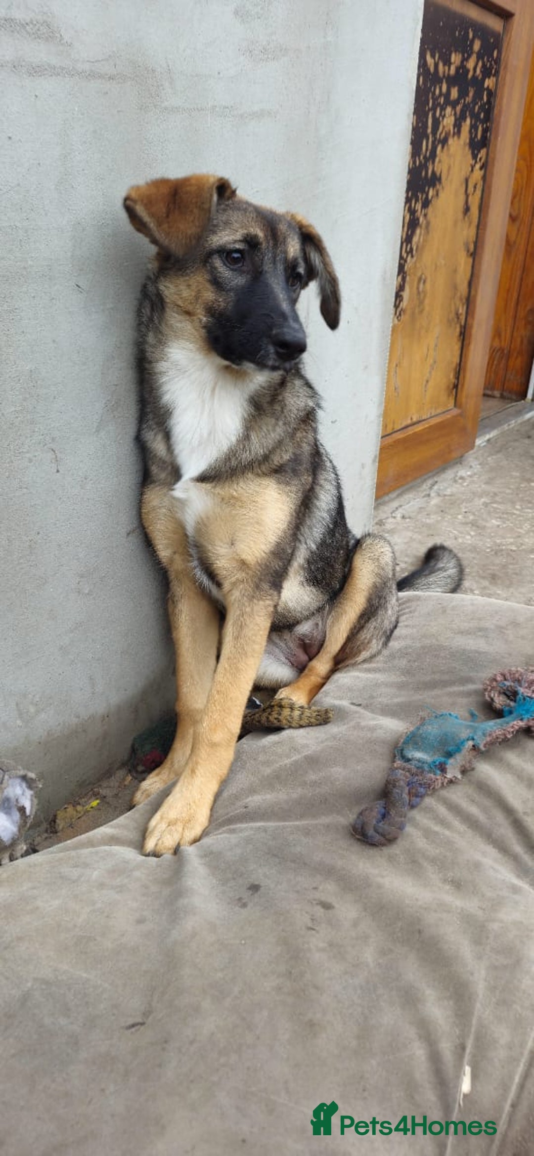 Mixed Breed dogs for adoption: 💖🐶 AMAYA 🐶💖 - Image 12
