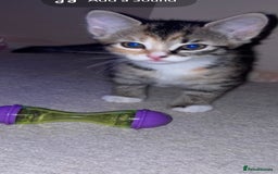 American Shorthair cats for sale: 2 kittens  - Image 10