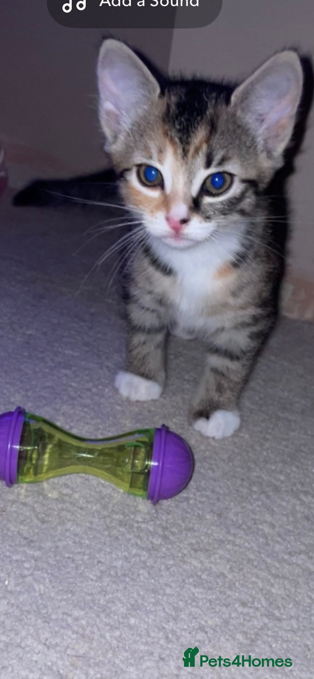 American Shorthair cats for sale: 2 kittens  - Image 10