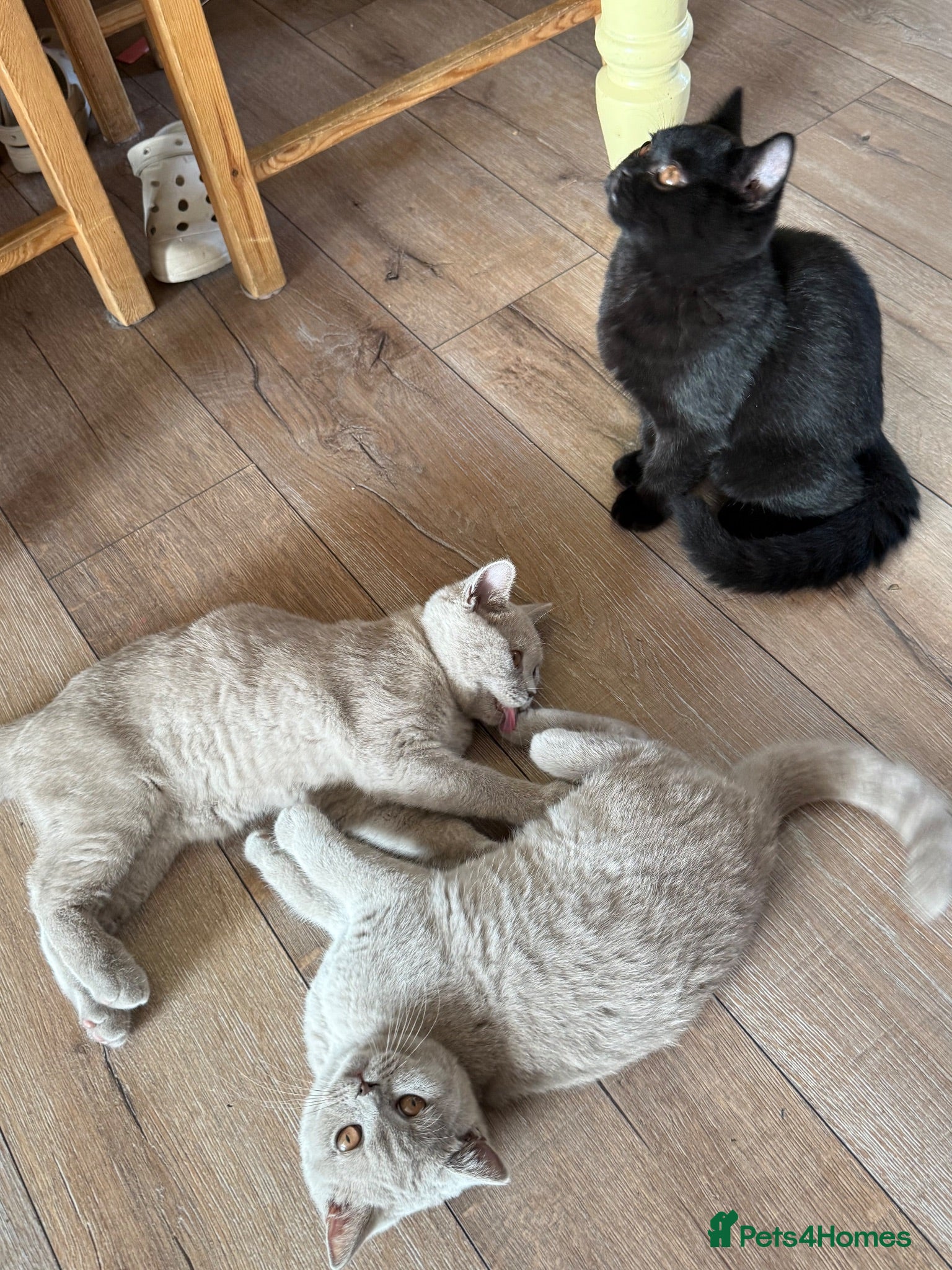 British Shorthair cats Gccf reg. British Shorthair Lilacs,Black - Advert 2