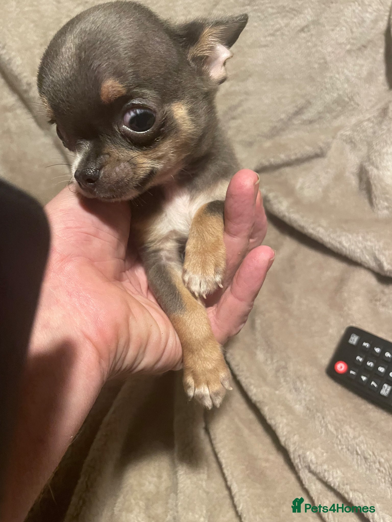 Chihuahua dogs super smart and small boy are still available  - Advert 13