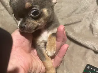 Chihuahua dogs super smart and small boy are still available - Advert 3