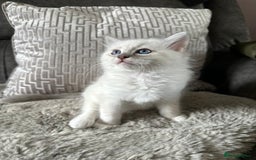 Ragdoll cats for sale:  pure breed ragdoll kittens READY NOW - Image 5
