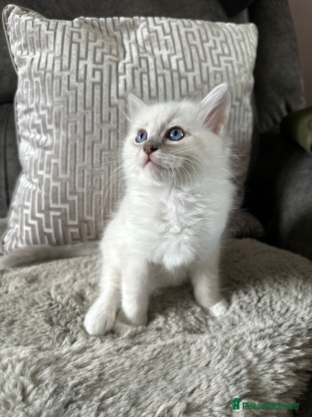 Ragdoll cats for sale:  pure breed ragdoll kittens READY NOW - Image 5