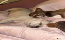 French Bulldog dogs for sale: French bull dog  - Image 2