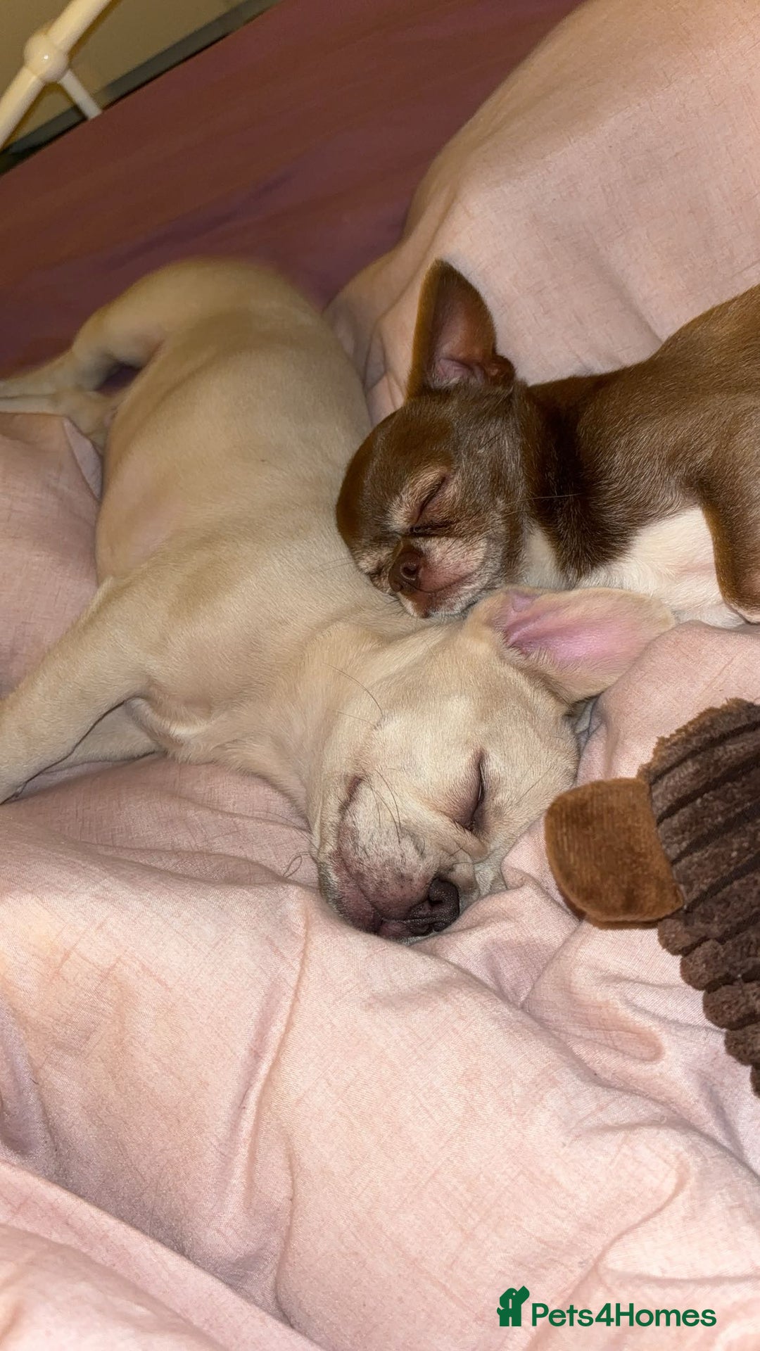 French Bulldog dogs for sale: French bull dog  - Image 2