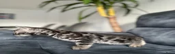 Bengal cats for sale: Bengal Kitten For Sale (Ready to go - Last One) - Advert 4