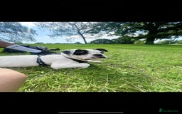 Mixed Breed dogs for stud: Milo  - Image 4