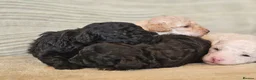 Toy Poodle dogs for sale: Pure Toy Poodle Puppies  in Prestatyn - Advert 10