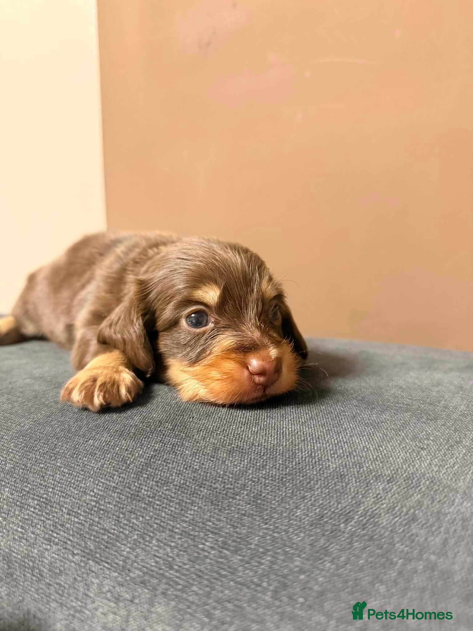 Miniature Dachshund dogs 🐾 Stunning Chocolate Cream Mini Longhair Boys ✨🐶 - Advert 8