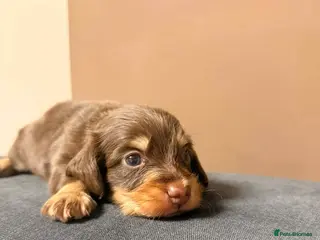 Miniature Dachshund dogs 🐾 Stunning Chocolate Cream Mini Longhair Boys ✨🐶 - Advert 8