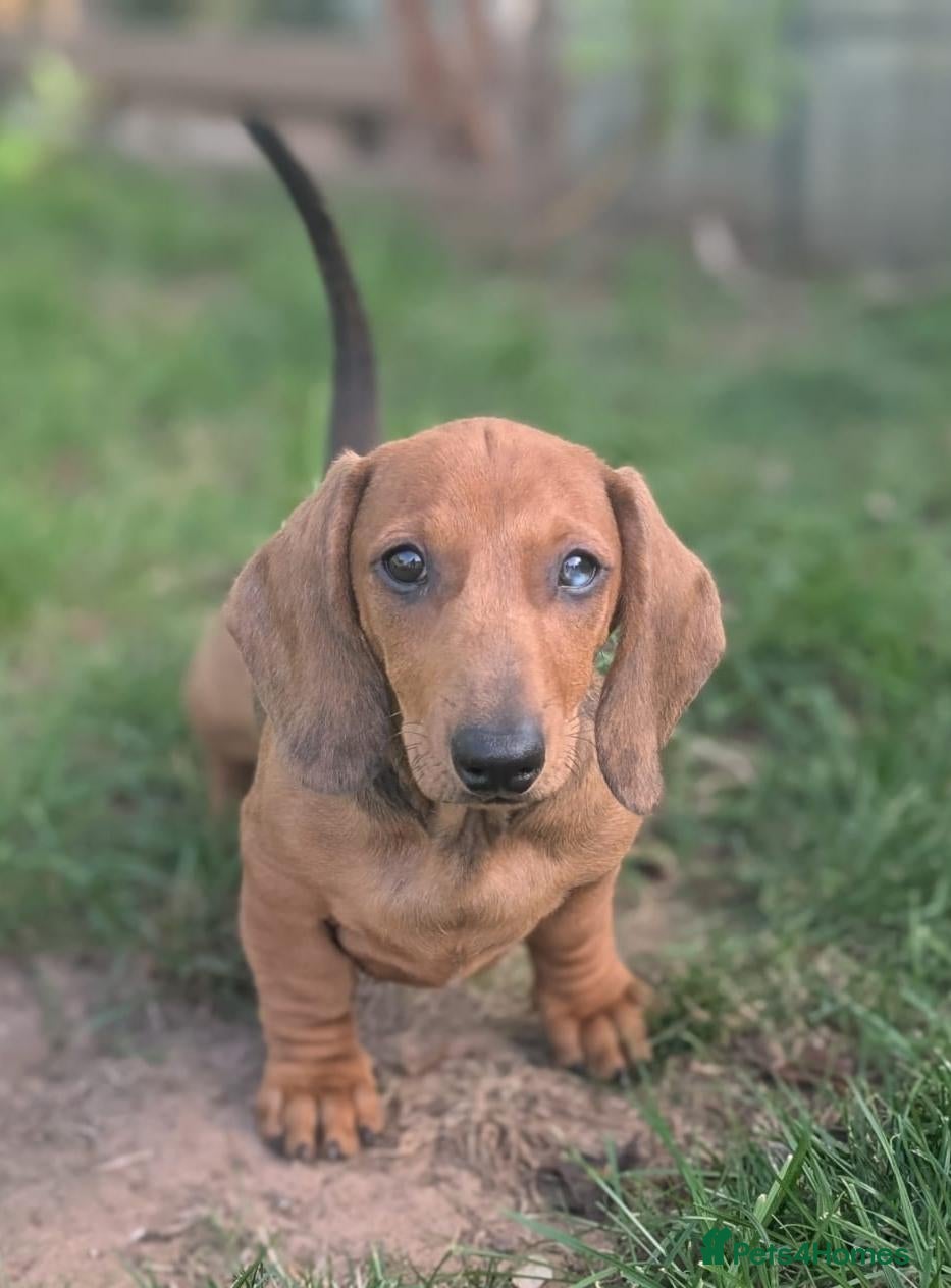 Dachshund dogs Champion Bloodline Standard Dachshund - Advert 1