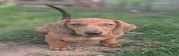 Dachshund dogs for sale: Champion Bloodline Standard Dachshund - Advert 11