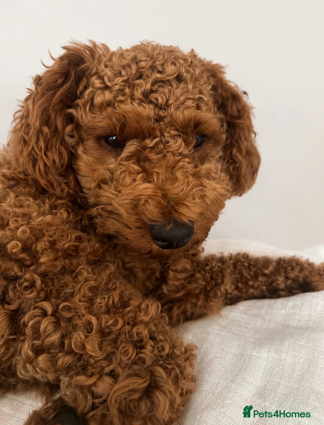 Schnoodle dogs for stud: Stunning Apricot Schnoodle Stud - Advert 1