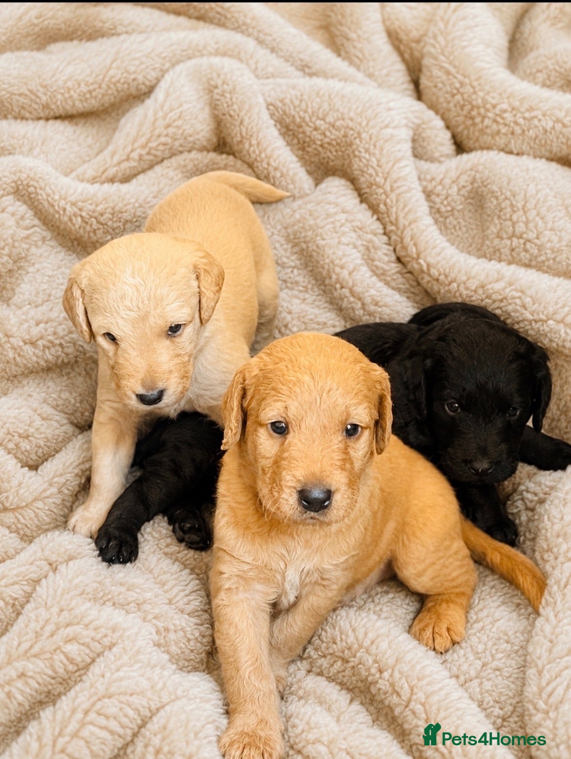 Labradoodle dogs Stunning labradoodle pups Health tested parents - Advert 1
